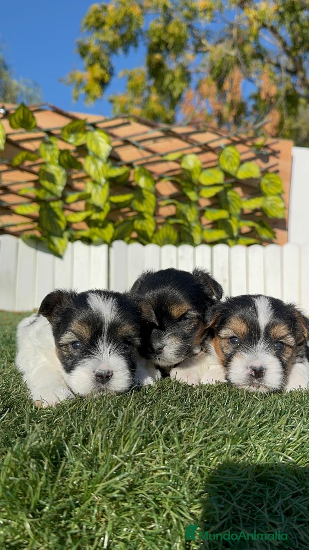 Yorkshire Terrier perros en venta: YORKSHIRE BIEWER - Anuncio 14