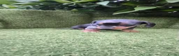 Teckel Miniatura perros en venta: preciosa camada teckel miniatura  - Anuncio 7