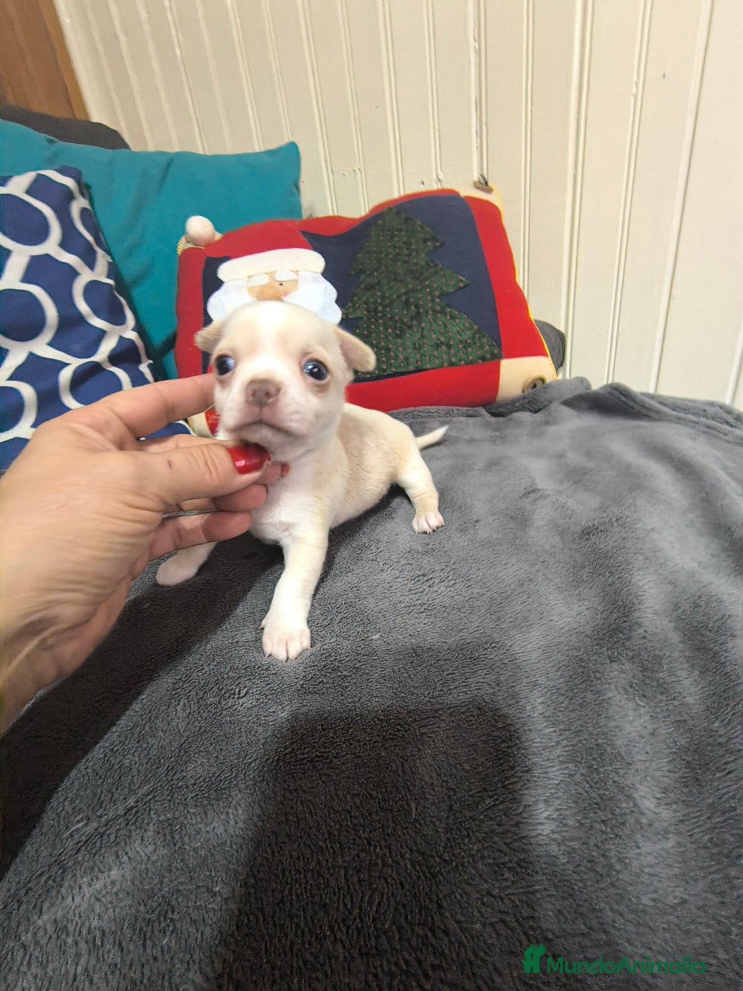 Chihuahua perros en venta: Chihuahua en Curtis La Coruña  - Anuncio 2