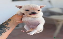 Chihuahua perros en venta: Chihuahuas  - Imagen 7
