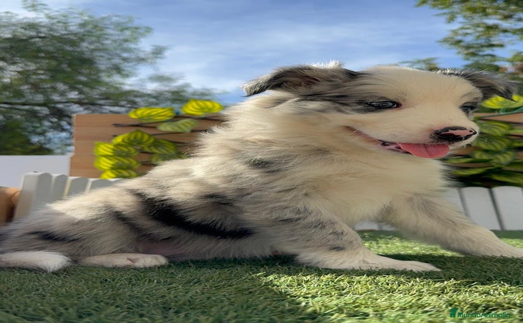 Border Collie perros - Anuncio 1