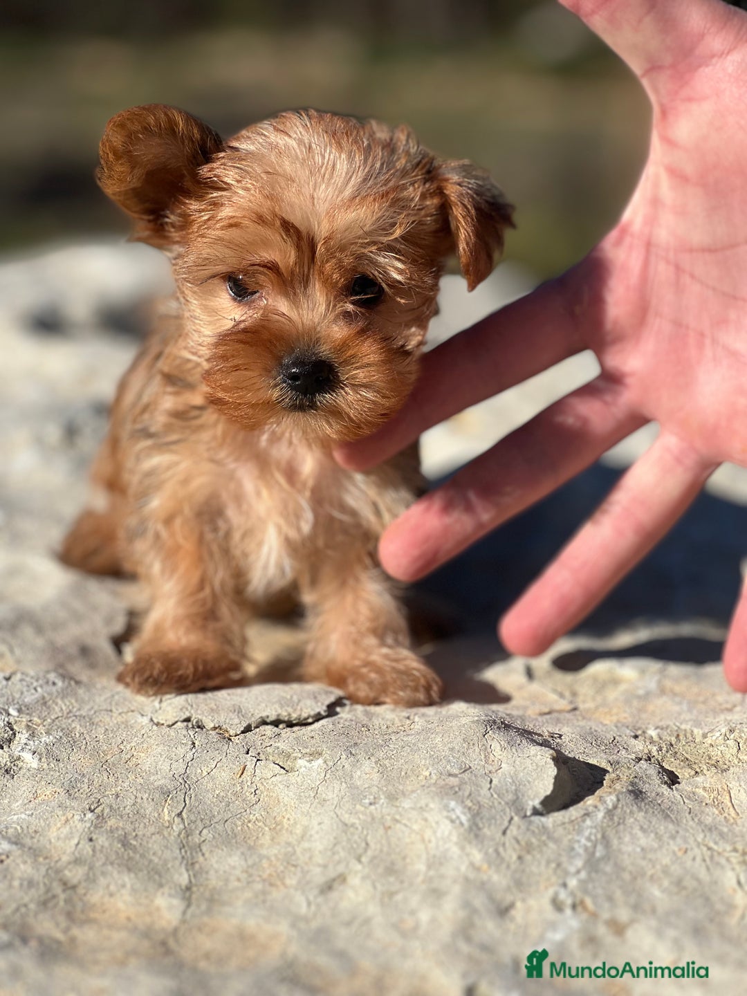 Yorkshire Terrier perros en venta: Yorkshire minitoy rubia  - Imagen 3