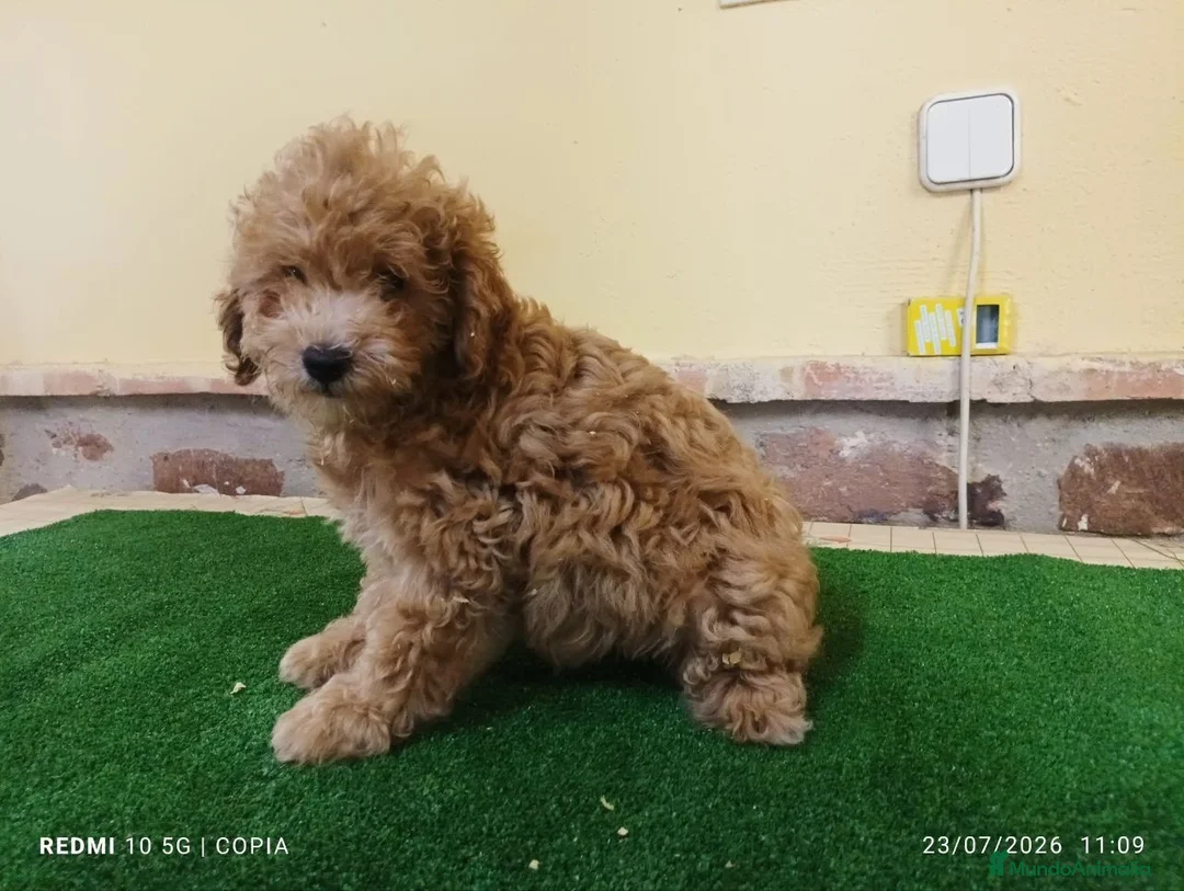 Caniche Enano perros en venta: caniche enano - Anuncio 1