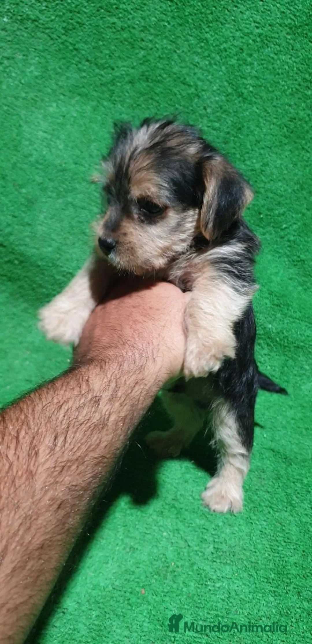 Raza Mixta perros en venta: Mix Yorkshire Terrier  - Anuncio 1