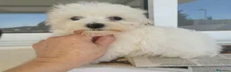 Bichón Maltés perros en venta: Bichon maltés  - Anuncio 1
