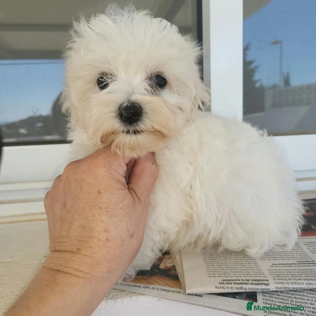 Bichón Maltés perros en venta: Bichon maltés  - Anuncio 1