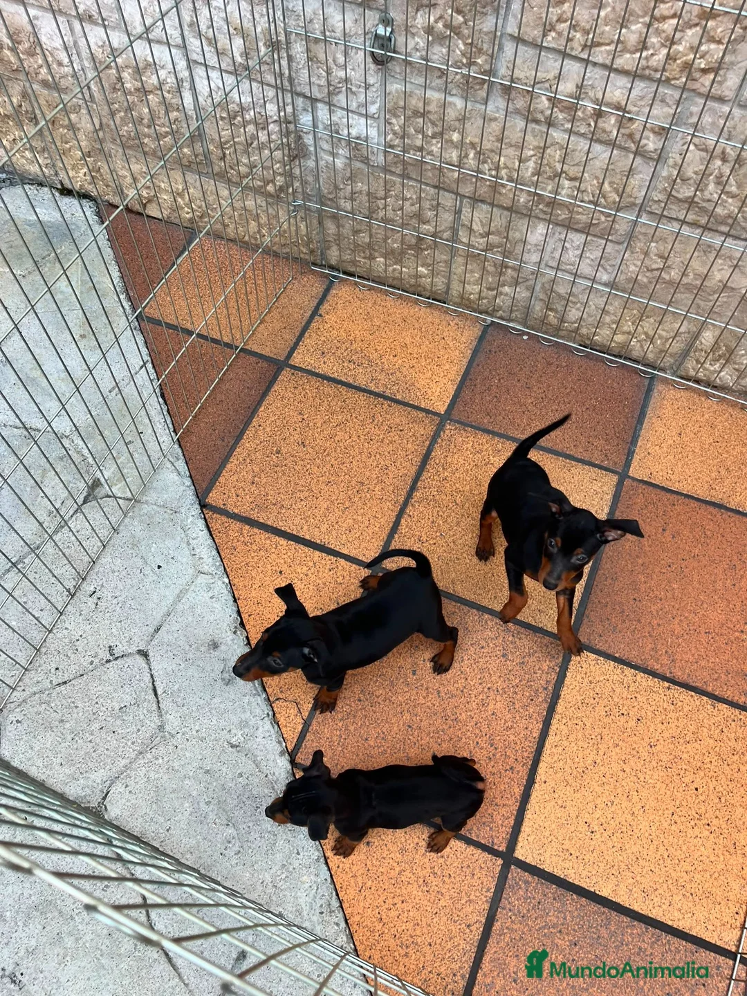 Pinscher Miniatura perros en venta: Pincher puros - Anuncio 8