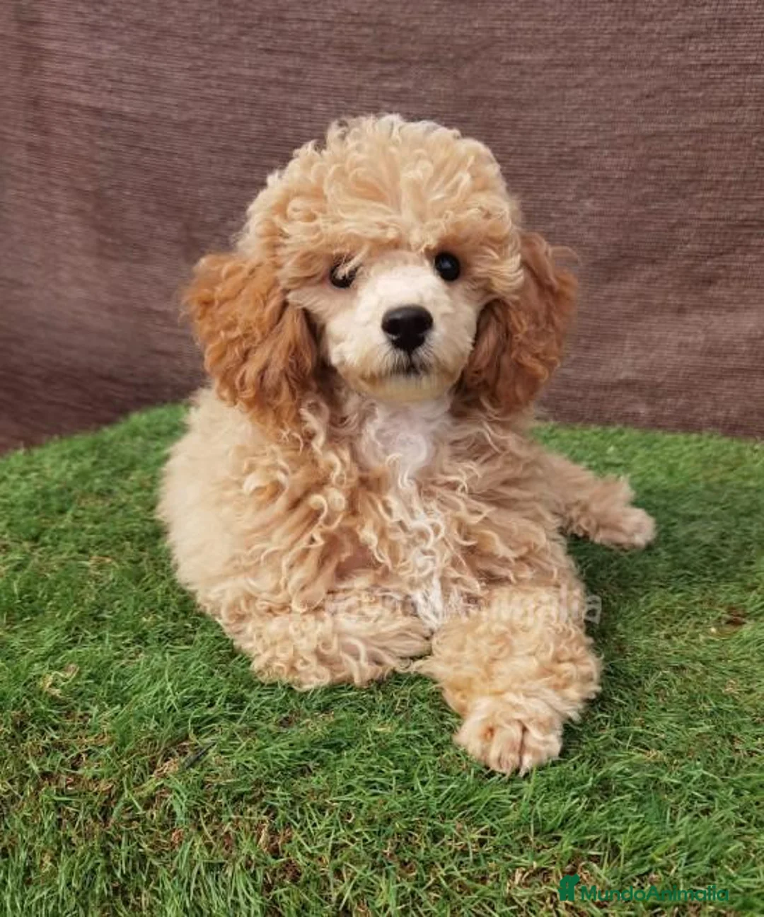 Imagen de galería {{count}}