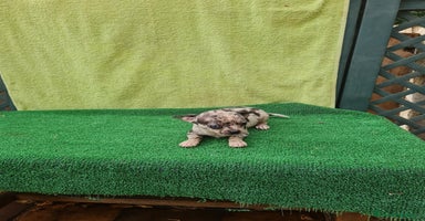 Chihuahua perros - Anuncio 4