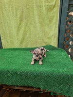 Chihuahua perros - Anuncio 7