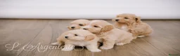 Maltipoo perros en venta: Camada Maltipoo - Anuncio 9