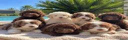 Perro de Agua Español perros en venta: CACHORROS DE PERRO DE AGUA DISPONIBLES! 🤎🤍 - Anuncio 1