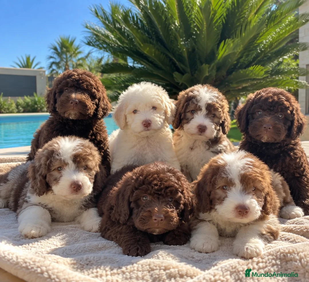 Perro de Agua Español perros en venta: CACHORROS DE PERRO DE AGUA DISPONIBLES! 🤎🤍 - Anuncio 1