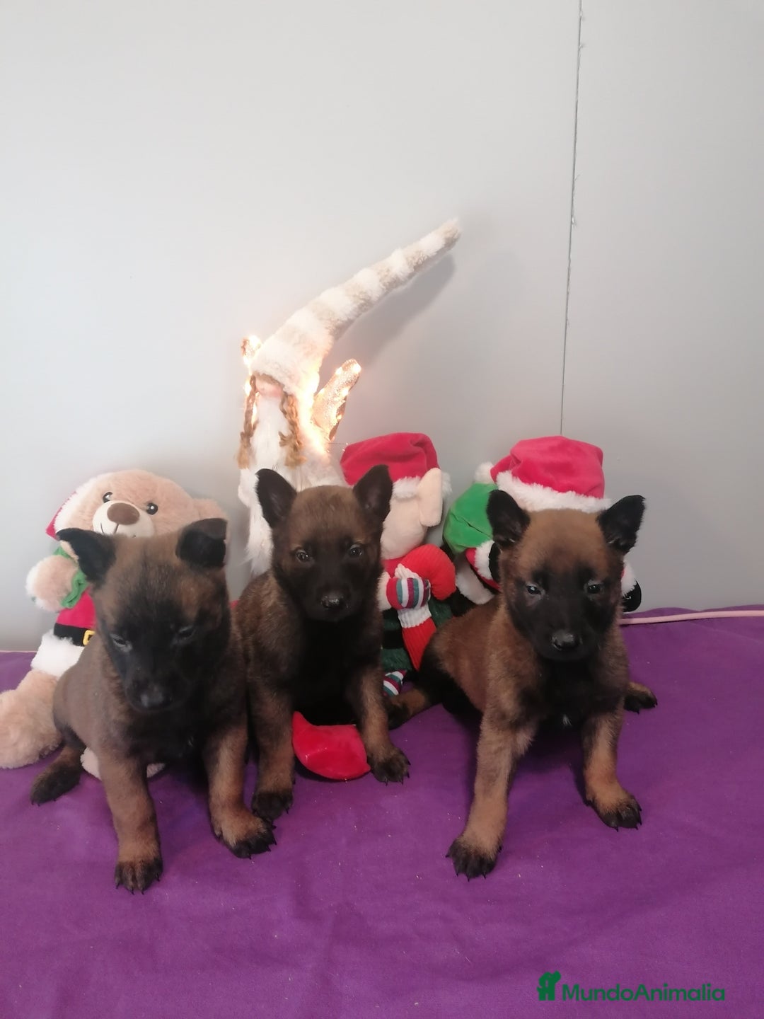 Pastor Belga Malinois perros en venta: Pastor belga molinois - Anuncio 2