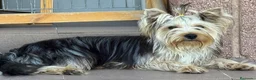 Yorkshire Terrier perros en venta: Yorkshire Hembra - Anuncio 2