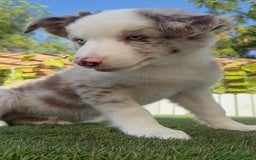 Border Collie perros en venta: BORDER COLLIE MERLE MACHO - Imagen 23