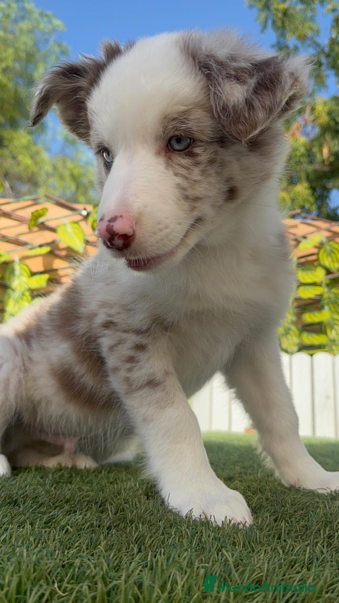 Border Collie perros en venta: BORDER COLLIE MERLE MACHO - Imagen 23