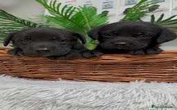 Labrador Retriever perros en venta: LABRADOR MACHO - Imagen 11