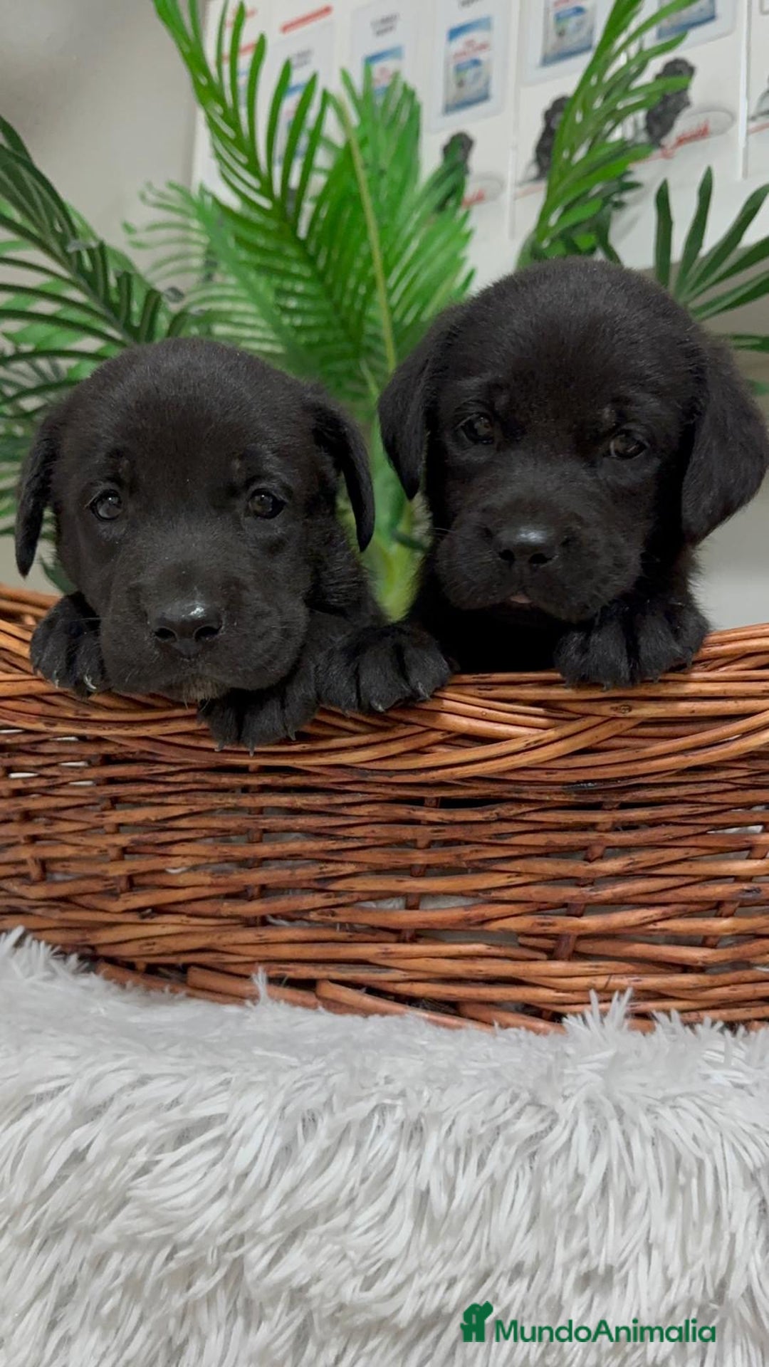 Labrador Retriever perros en venta: LABRADOR MACHO - Imagen 11