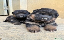 Pastor Alemán perros en venta: CACHORROS DE PASTOR ALEMÁN  - Imagen 7