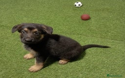 Pastor Alemán perros en venta: PASTOR ALEMÁN - Imagen 1