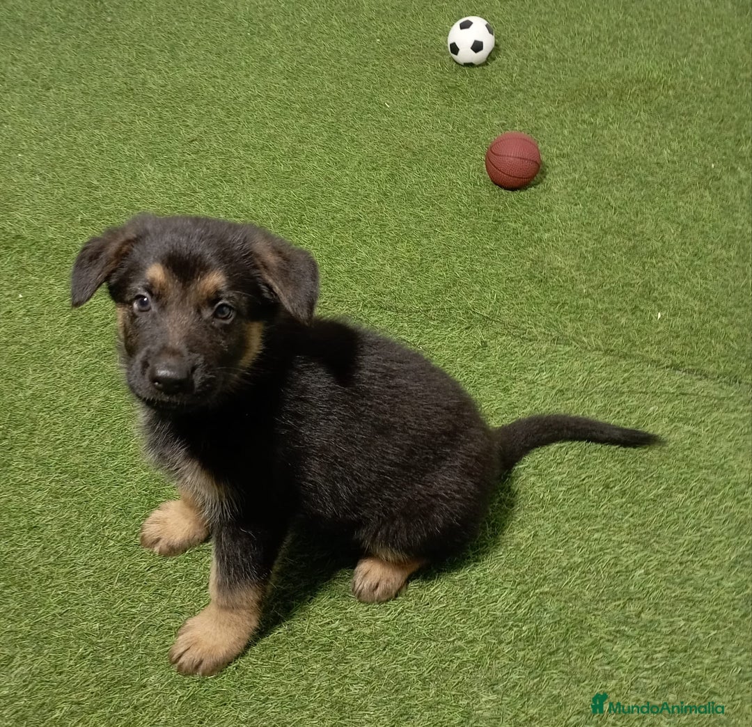 Pastor Alemán perros en venta: PASTOR ALEMÁN - Imagen 1