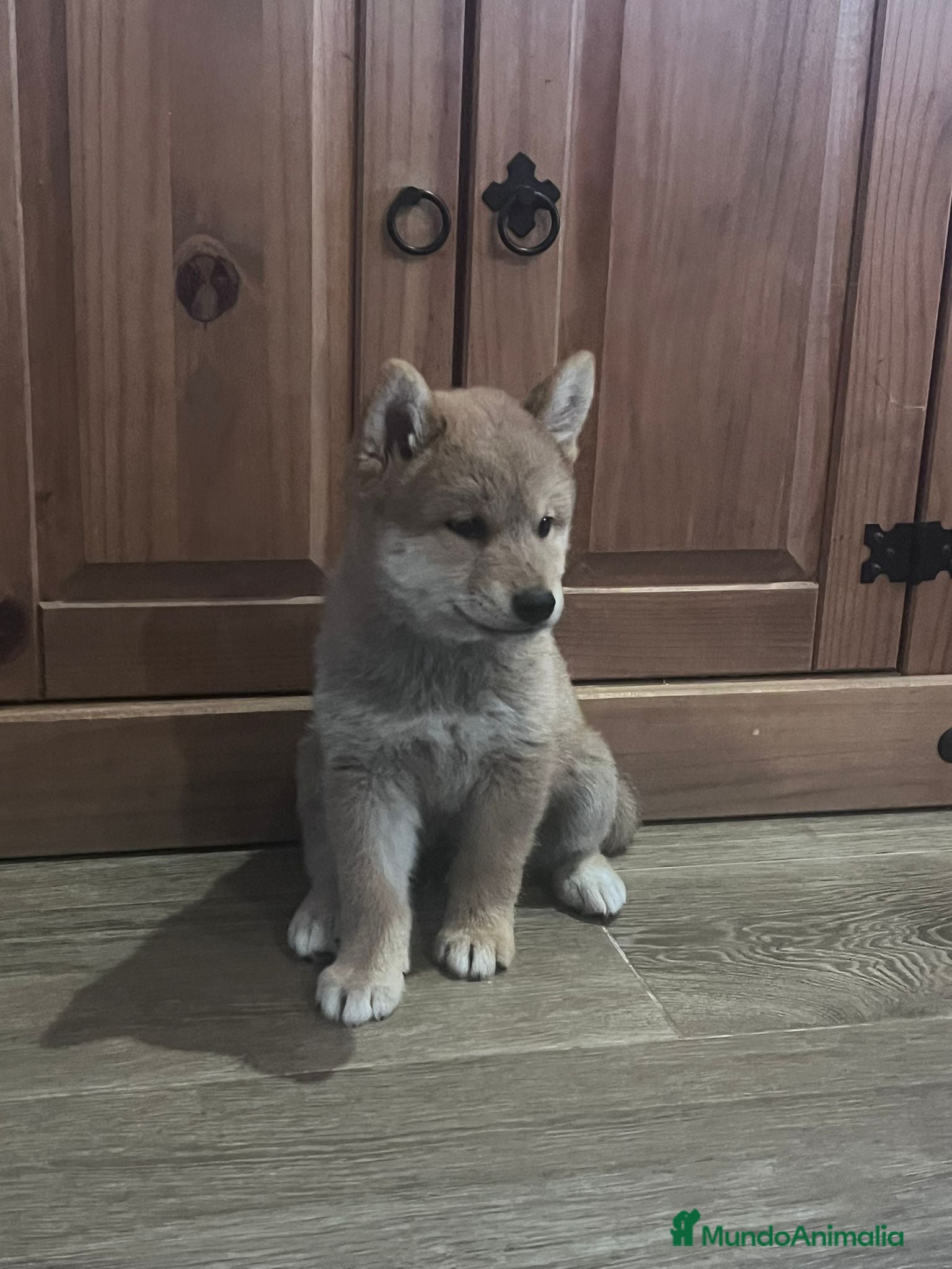 Shiba Inu perros Cachorros de Shiba Inu  - Anuncio 2