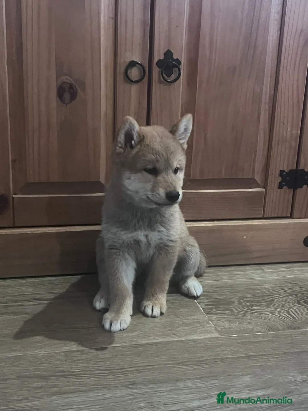 Shiba Inu perros en venta: Cachorros de Shiba Inu  - Anuncio 1