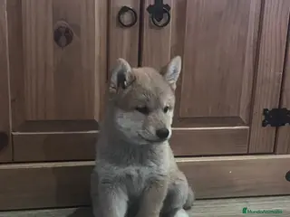 Shiba Inu perros Cachorros de Shiba Inu - Anuncio 2