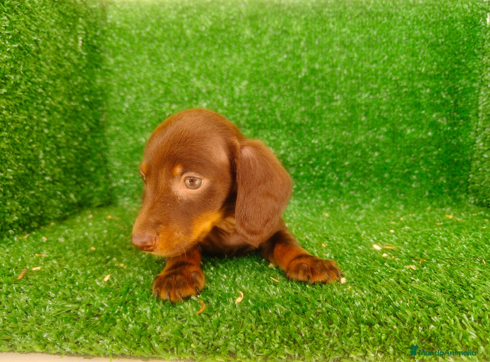 Teckel Miniatura perros Teckel miniatura  - Anuncio 1