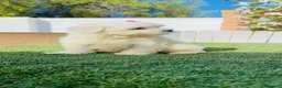 Bichón Maltés perros en venta: BICHON MALTES - Anuncio 6