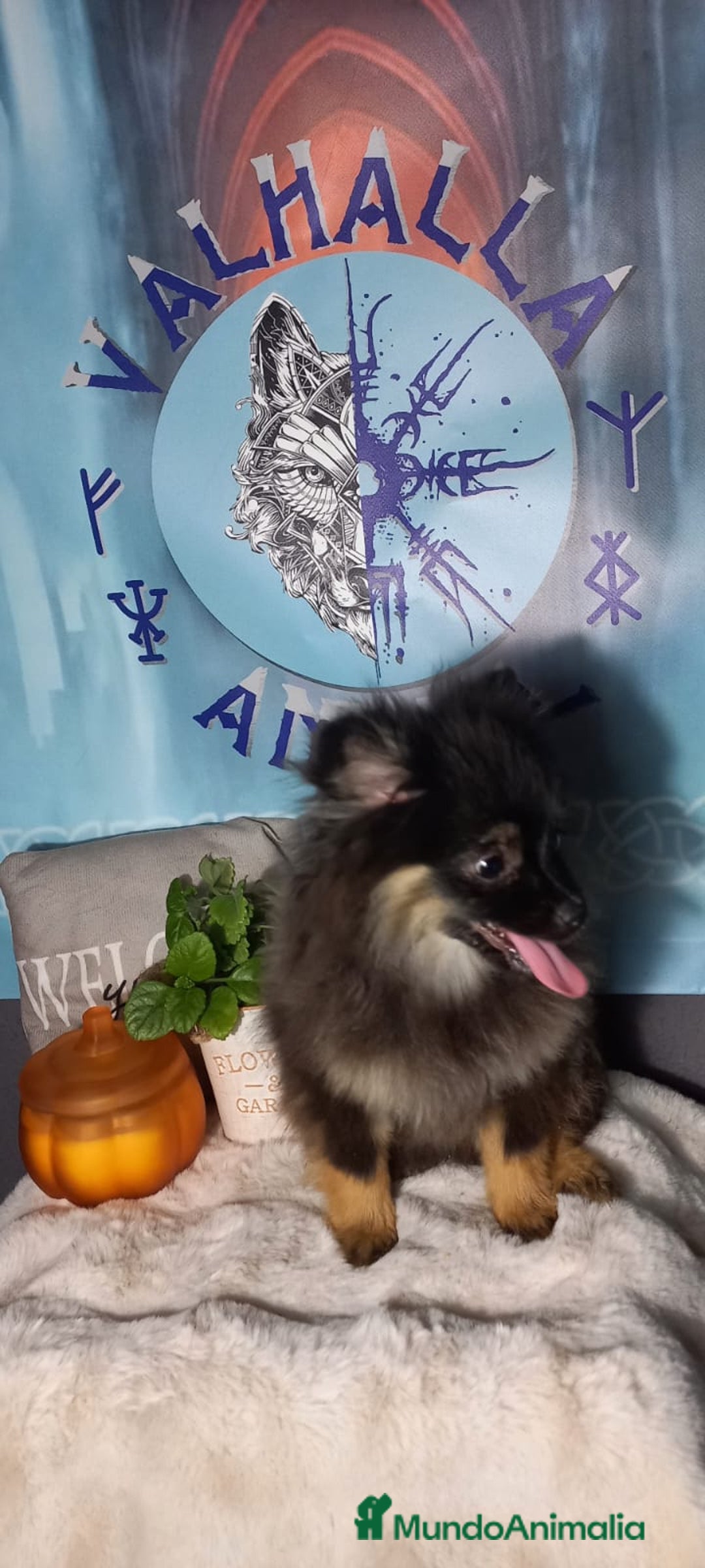 Pomchi perros en venta: Último macho de pomerania  - Imagen 2