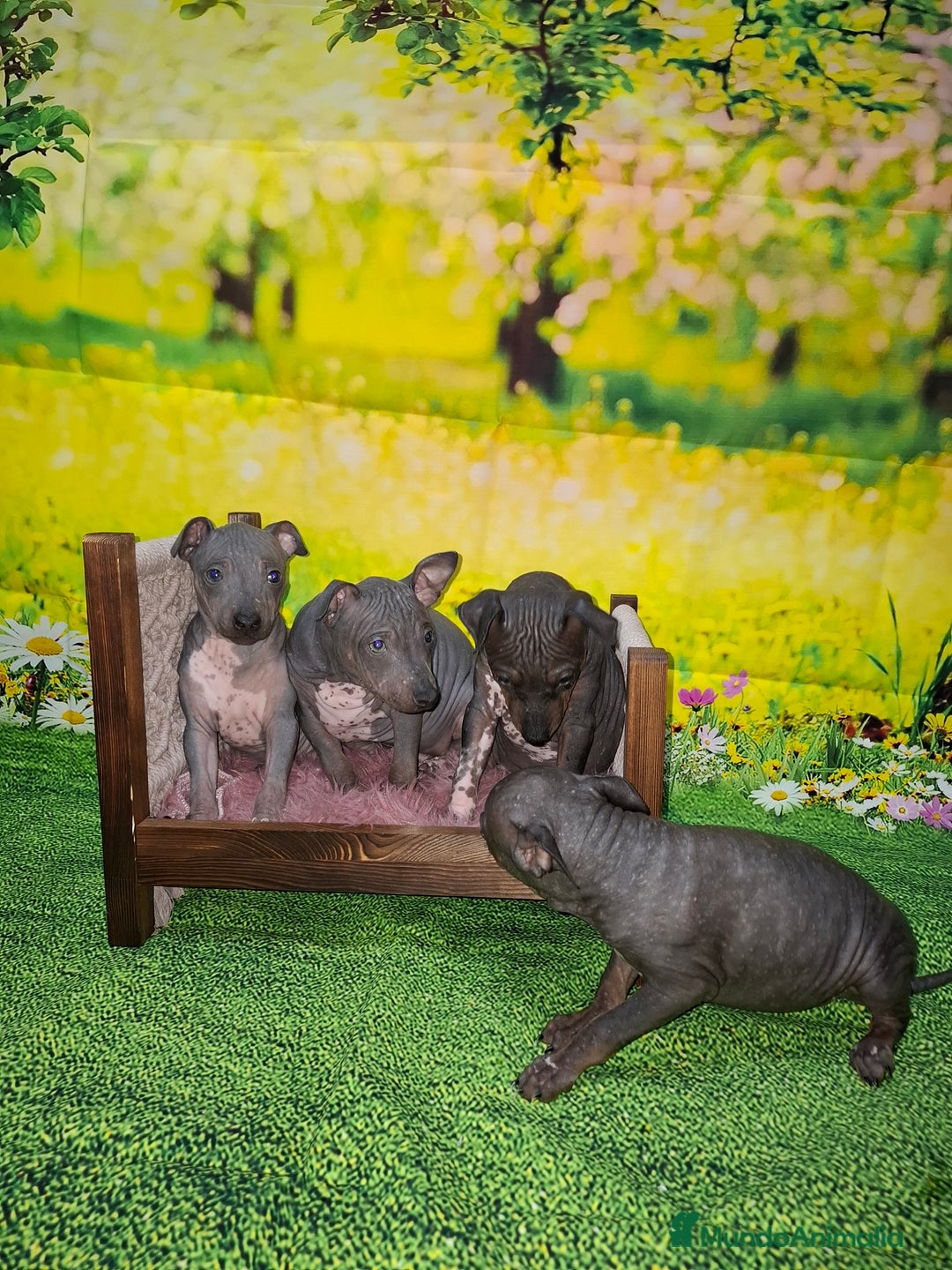 Perro Sin Pelo de Perú perros en venta: American hairles terrier  - Anuncio 3