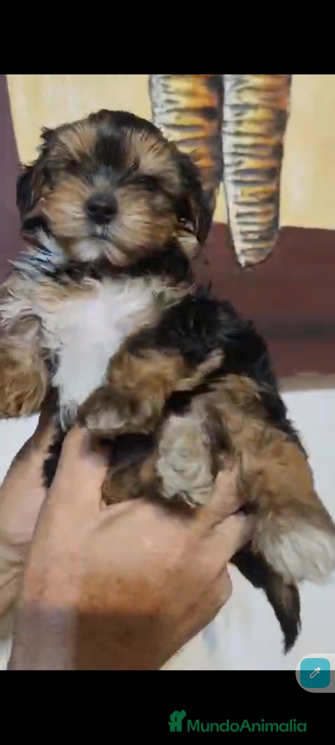 Yorkshire Terrier perros en venta:  Último macho Yorkshire terrier toy !!! - Anuncio 3