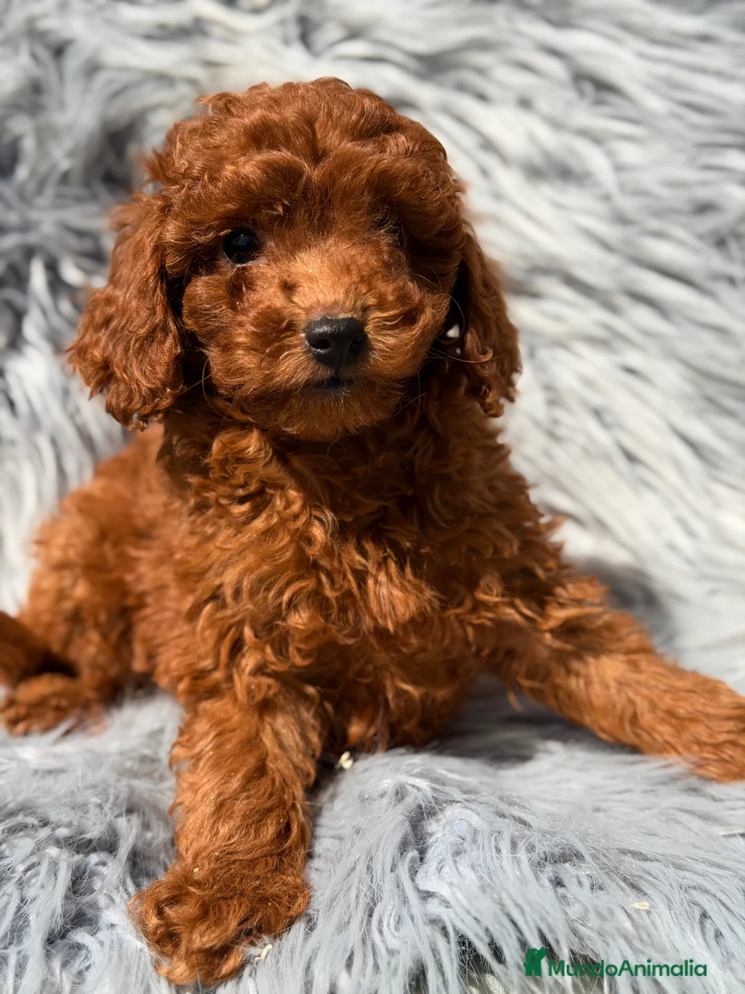 Caniche Toy perros en venta: Caniche Toy rojo  - Anuncio 1