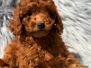 Caniche Toy perros Caniche Toy rojo - Anuncio 3