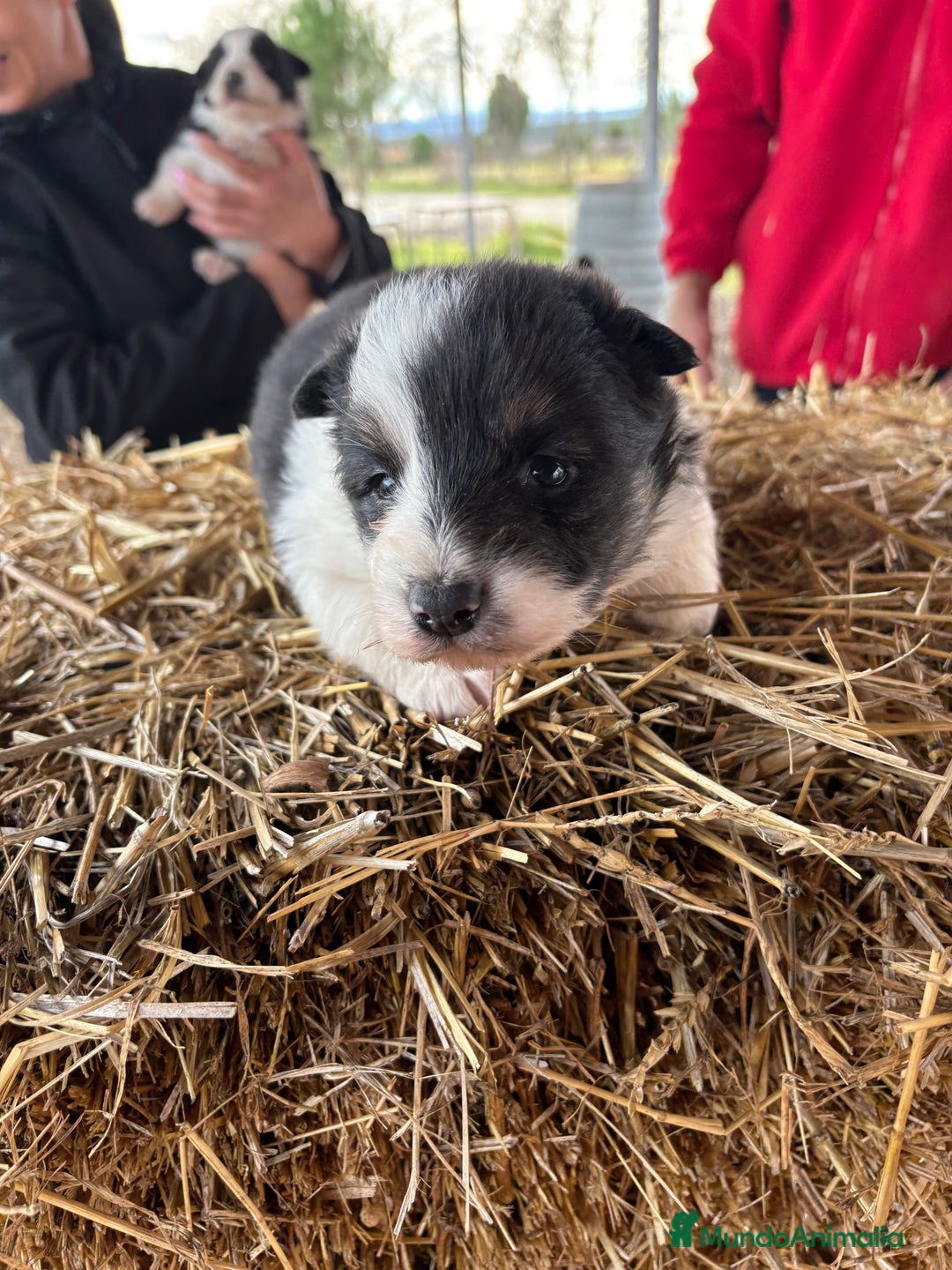 Border Collie perros en venta: Linda hembra de Border  collie  - Anuncio 11