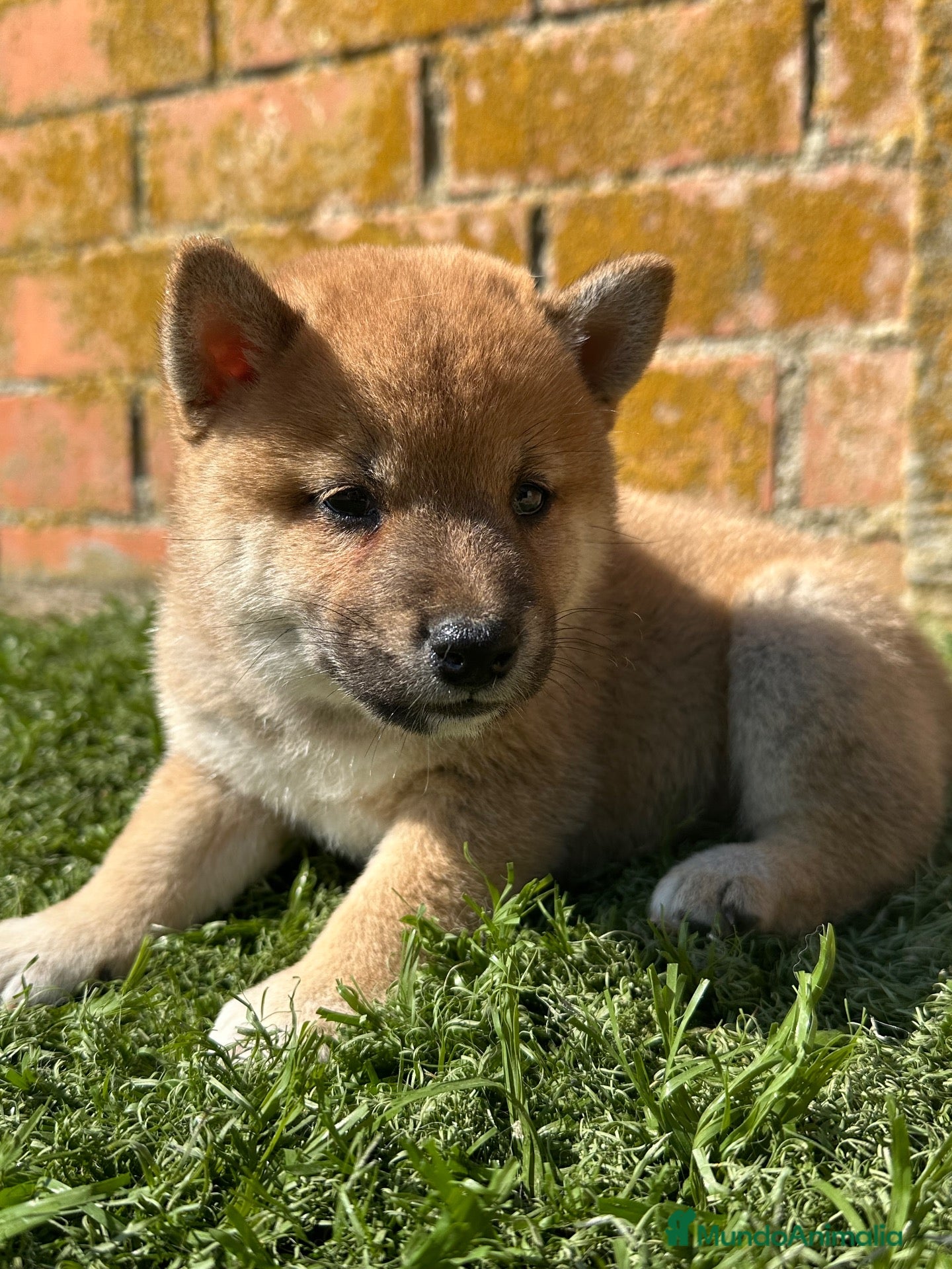 Shiba Inu perros Shiba Inu - Anuncio 1