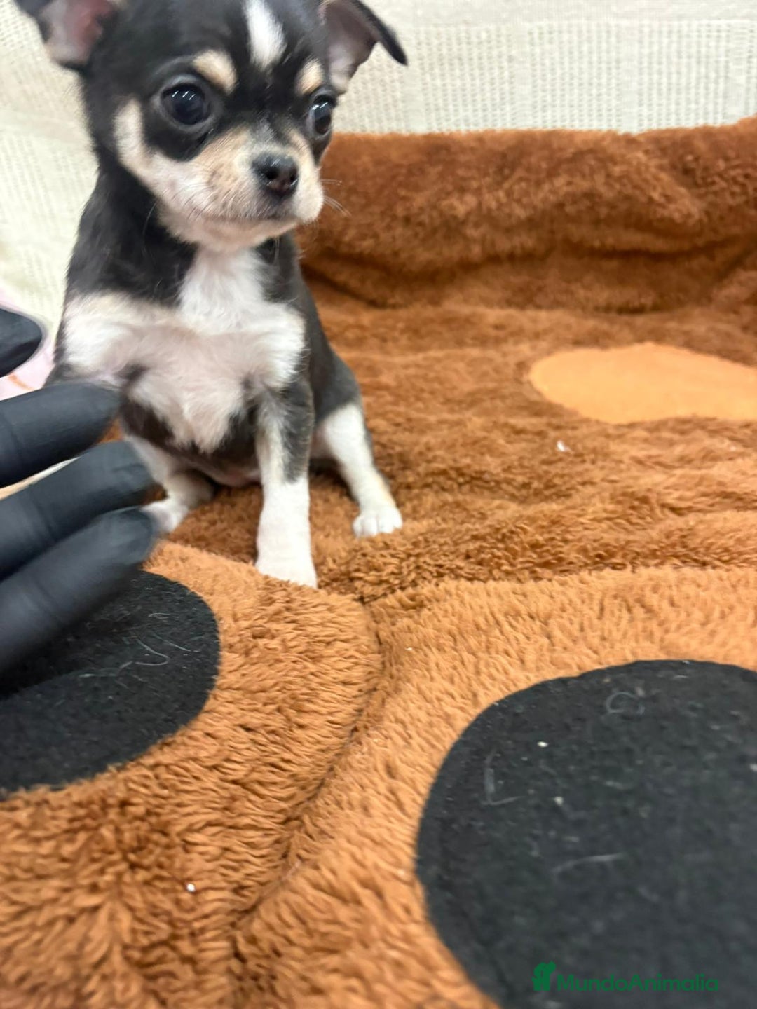 Chihuahua perros en venta: Chihuahua hembra - Anuncio 1