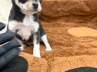 Chihuahua perros Chihuahua hembra - Anuncio 14