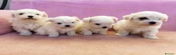 Bichón Maltés perros en venta: Bichón maltés - Anuncio 4