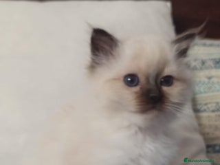 Sagrado de Birmania gatos en Madrid - Anuncio 2