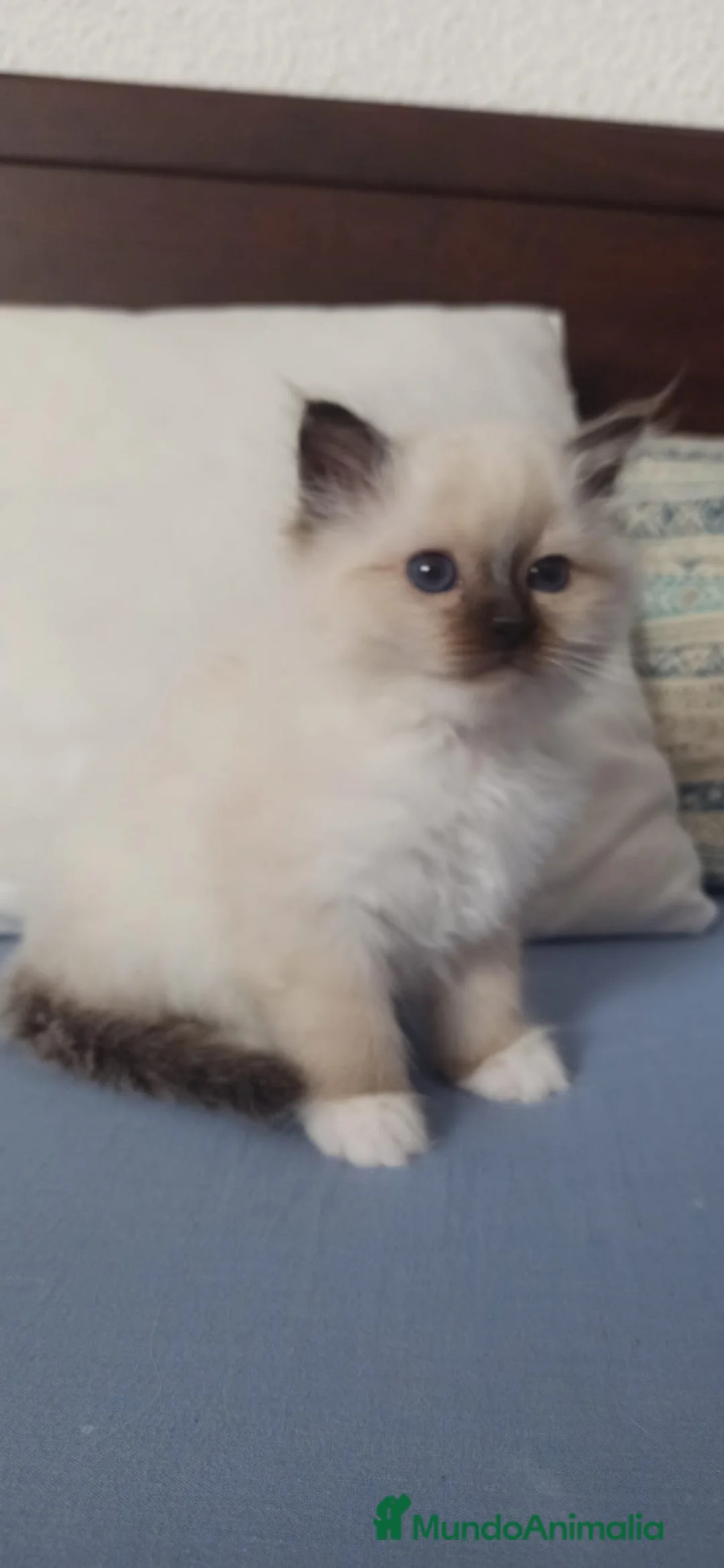 Sagrado de Birmania gatos en venta: Camada Sagrado de Birmania en Madrid - Anuncio 1