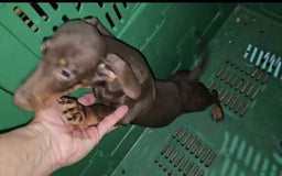 Teckel Miniatura perros en venta: Cachorro Teckel Miniatura Marron - Anuncio 2