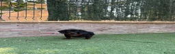 Teckel perros en venta: Cachorro teckel  - Anuncio 5