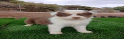 Pastor Australiano perros en venta: PASTOR AUSTRALIANO - Anuncio 8