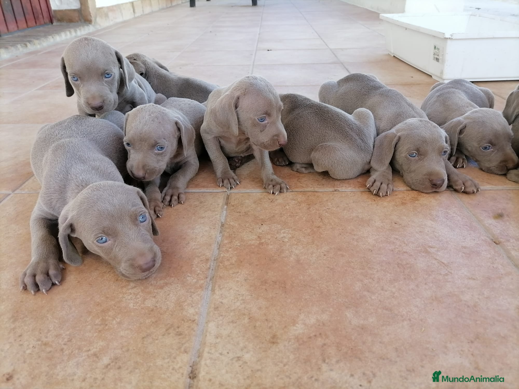 Otras razas perros Camada de Bracos de Weimar  - Anuncio 1