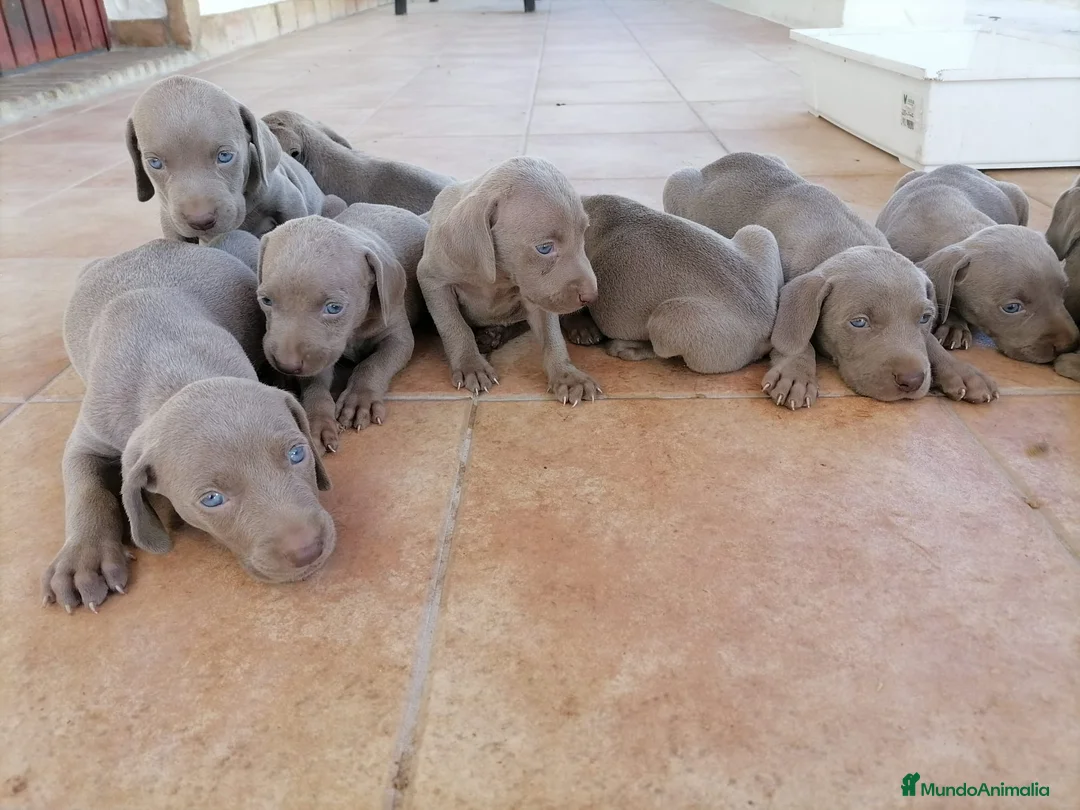 Otras razas perros en venta: Camada de Bracos de Weimar  - Anuncio 1