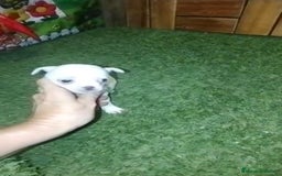 Chihuahua perros en venta: Chihuahua cabeza manzana  - Imagen 6