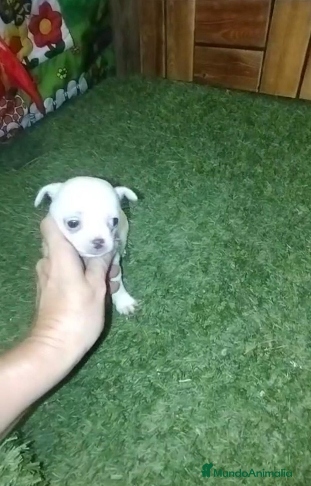 Chihuahua perros en venta: Chihuahua cabeza manzana  - Imagen 6